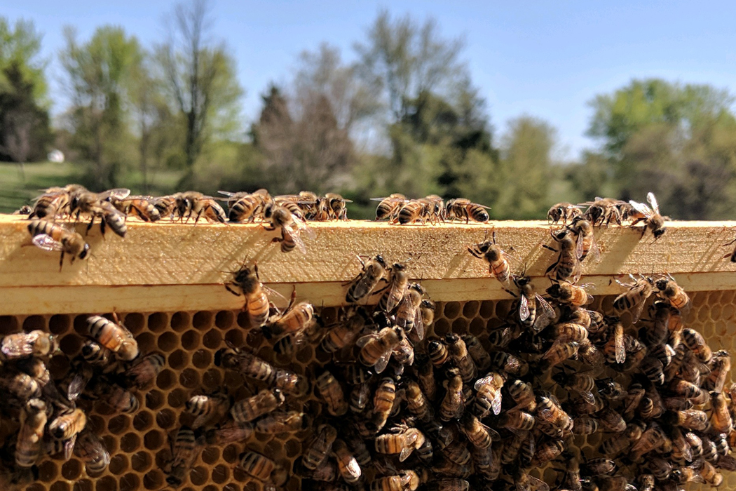 Bee Beard Honey | Inspecting Frame | Winchester, Va