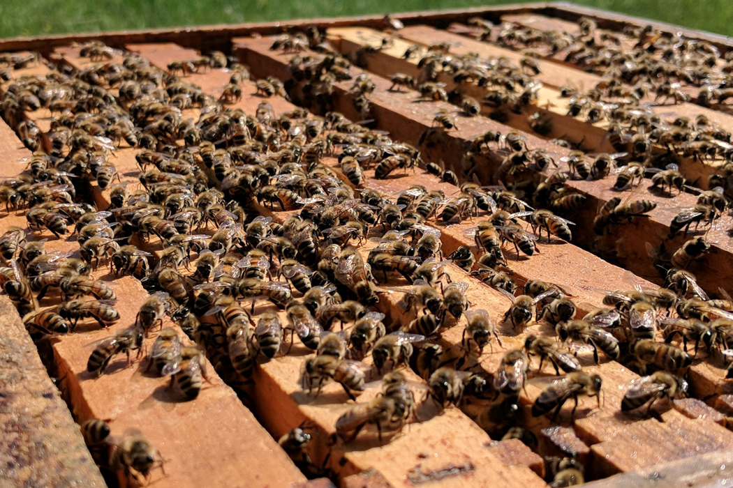 Bee Beard Honey | Inspecting Frame | Winchester, Va