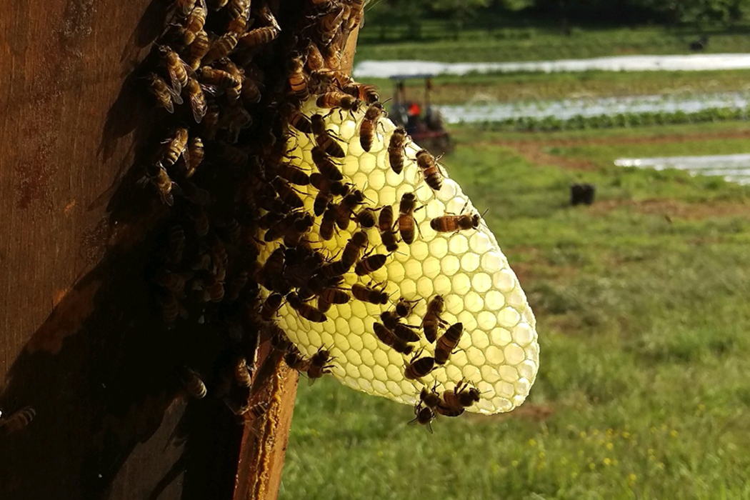 Bee Beard Honey | Honey | Winchester, Va