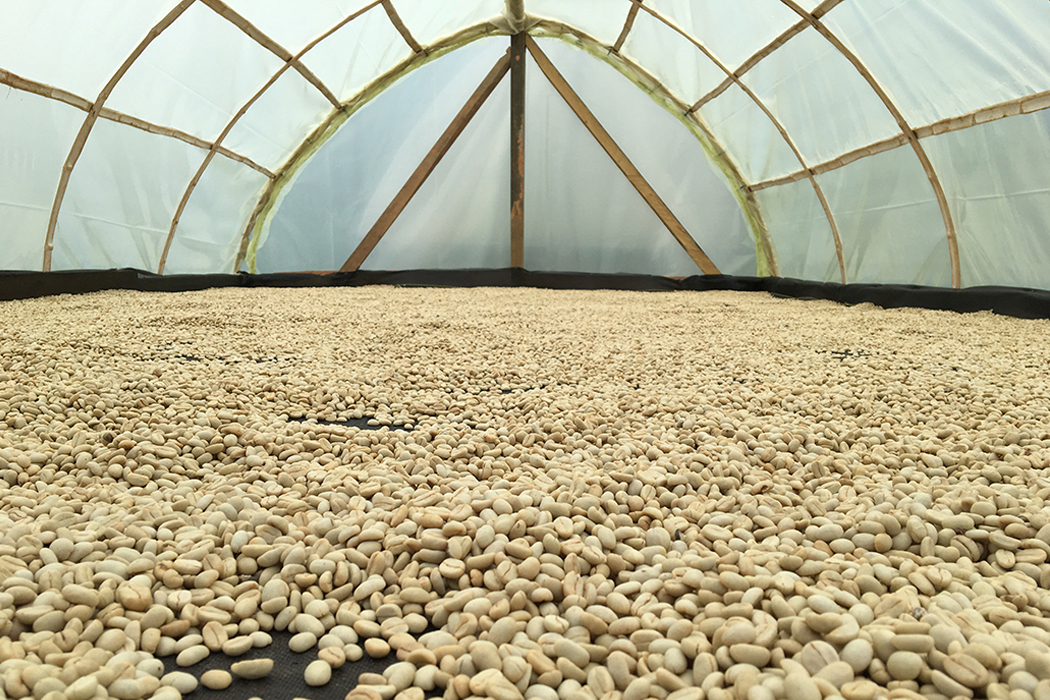 Cordial Coffee Co Brandon Belland Dries Coffee Beans at Finca La Vega, a string of coffee farms in Antioquia Colombia